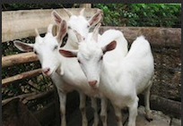 nanny goats